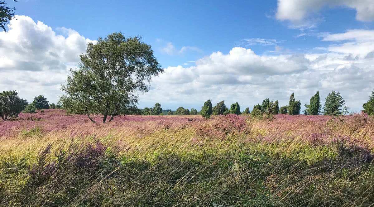 Die Lüneburger Heide in der Blüte