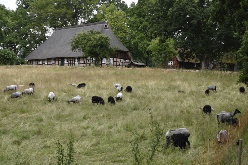 Schafe und Heidschnucken in der Lüneburger Heide